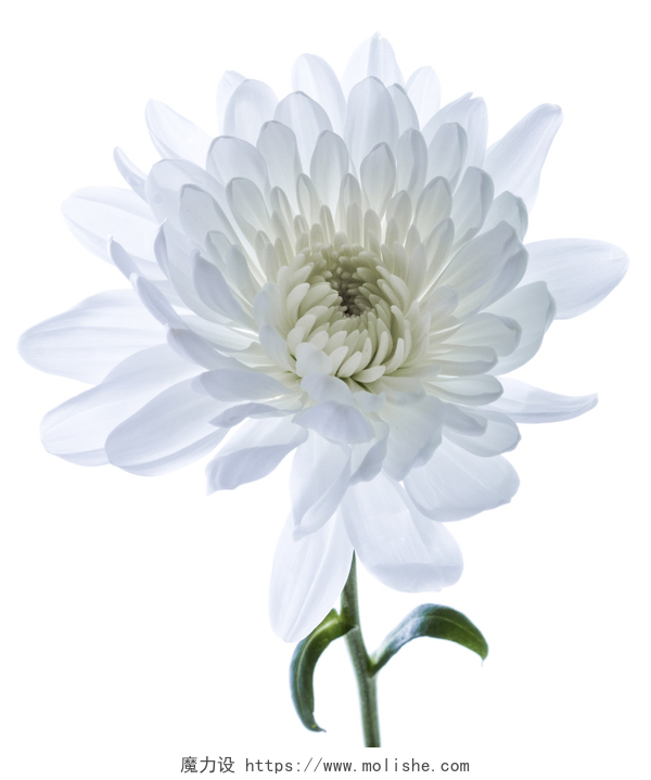 白色背景上绽开的白菊花白菊花。隔离
